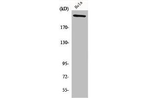 Western Blot analysis of HeLa cells using FN1 Polyclonal Antibody (Fibronectin 1 antibody  (C-Term))
