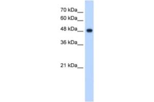 Western Blotting (WB) image for anti-NADH Dehydrogenase (Ubiquinone) Flavoprotein 1, 51kDa (NDUFV1) antibody (ABIN2463171) (NDUFV1 antibody)