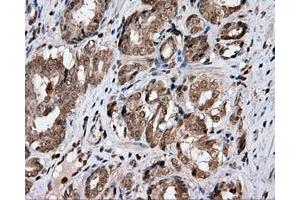 Immunohistochemical staining of paraffin-embedded Kidney tissue using anti-CISD1 mouse monoclonal antibody. (CISD1 antibody)