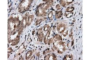 Immunohistochemical staining of paraffin-embedded Kidney tissue using anti-CISD1 mouse monoclonal antibody.