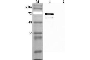 Western blot analysis using anti-Sirtuin 1 (human), pAb  at 1:4'000 dilution. (SIRT1 antibody)