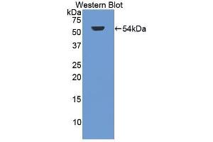 Western Blotting (WB) image for anti-Glycogen Synthase Kinase 3 alpha (GSK3a) (AA 115-409) antibody (ABIN1859082) (GSK3 alpha antibody  (AA 115-409))