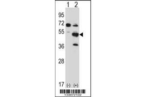 Western blot analysis of Pxk using rabbit polyclonal Mouse Pxk Antibody using 293 cell lysates (2 ug/lane) either nontransfected (Lane 1) or transiently transfected (Lane 2) with the Pxk gene.