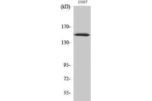 Western Blotting (WB) image for anti-rho Guanine Nucleotide Exchange Factor (GEF) 10 (ARHGEF10) (Internal Region) antibody (ABIN3173874) (ARHGEF10 antibody  (Internal Region))