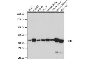 Western blot analysis of extracts of various cell lines, using IDH1 Rabbit mAb (ABIN7268027) at 1:1000 dilution. (IDH1 antibody)