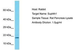 Image no. 1 for anti-Suppressor of Ty 4 Homolog 1 (SUPT4H1) (AA 57-106) antibody (ABIN6750243) (SUPT4H antibody  (AA 57-106))