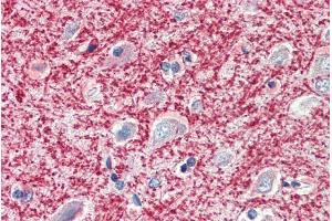 ABIN185363 (5µg/ml) staining of paraffin embedded Human Cortex. (MOG antibody  (C-Term))
