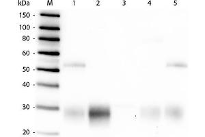Western Blot of Anti-Rabbit IgG F(ab')2 (GOAT) Antibody . (Goat anti-Rabbit IgG (F(ab')2 Region) Antibody (Alkaline Phosphatase (AP)) - Preadsorbed)