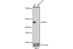 Western blot analysis of extracts from wild type (WT) and MEK2 knockout (KO) HeLa cells, using MEK2 antibody (ABIN7268639) at 1:1000 dilution. (MEK2 antibody)