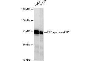 Western blot analysis of extracts of various cell lines, using CTP synthase/CTPS antibody (ABIN7266536) at 1:500 dilution. (CTP Synthase antibody)