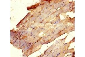 Immunohistochemistry of paraffin-embedded human skeletal muscle tissue using ABIN7175081 at dilution of 1:100 (USF1 antibody  (AA 3-310))