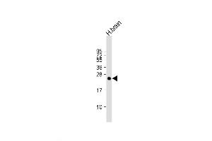 Western Blot at 1:2000 dilution + human brain lysate Lysates/proteins at 20 ug per lane. (PLD6 antibody  (AA 125-154))