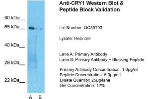 Host: Rabbit  Target Name: CRY1  Sample Tissue: Hela Whole cell  Lane A:  Primary Antibody Lane B:  Primary Antibody + Blocking Peptide Primary Antibody Concentration: 1 µg/mL Peptide Concentration: 5 µg/mL Lysate Quantity: 41 µg/laneGel Concentration:. (CRY1 antibody  (N-Term))