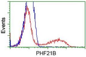 HEK293T cells transfected with either RC204284 overexpress plasmid (Red) or empty vector control plasmid (Blue) were immunostained by anti-PHF21B antibody (ABIN2454697), and then analyzed by flow cytometry. (PHF21B antibody)