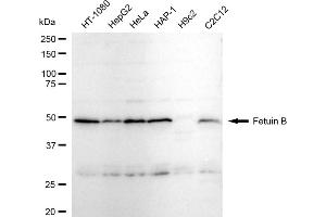 Western blotting analysis using Fetuin B antibody (ABIN7798598).