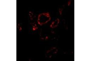Immunofluorescence of Slug in human kidney tissue with this product at 20 μg/ml. (SLUG antibody  (Center))