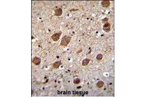 KCTD8 Antibody (C-term) (ABIN655546 and ABIN2845055) immunohistochemistry analysis in formalin fixed and paraffin embedded human brain tissue followed by peroxidase conjugation of the secondary antibody and DAB staining. (KCTD8 antibody  (C-Term))