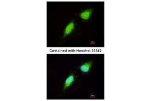 ICC/IF Image Immunofluorescence analysis of paraformaldehyde-fixed HeLa, using NADE, antibody at 1:200 dilution.