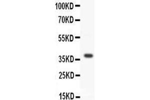 Western Blotting (WB) image for anti-Wingless-Type MMTV Integration Site Family, Member 3A (WNT3A) (AA 252-267), (C-Term) antibody (ABIN3042899)