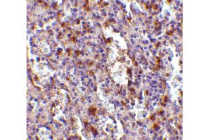 Immunohistochemistry (IHC) image for anti-ORAI Calcium Release-Activated Calcium Modulator 1 (ORAI1) (N-Term) antibody (ABIN1031496) (ORAI1 antibody  (N-Term))