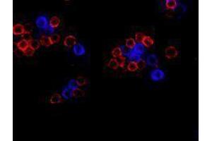 Immunofluorescence (IF) image for anti-CD19 Molecule (CD19) antibody (Alexa Fluor 647) (ABIN2657659) (CD19 antibody  (Alexa Fluor 647))