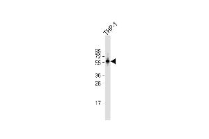 Anti-PDE1B Antibody (C-term) at 1:1000 dilution + THP-1 whole cell lysate Lysates/proteins at 20 μg per lane.