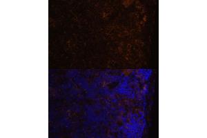 Immunofluorescence analysis of mouse spleen using CD86 Polyclonal Antibody (ABIN7266226) at dilution of 1:100 (40x lens). (CD86 antibody)