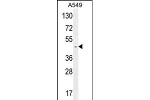 RBMX2 Antibody (C-term) (ABIN654753 and ABIN2844435) western blot analysis in A549 cell line lysates (35 μg/lane). (RBMX2 antibody  (C-Term))