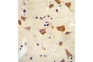 Immunohistochemistry analysis in formalin fixed and paraffin embedded human brain tissue reacted with OR2Z1 Antibody (N-term) followed which was peroxidase conjugated to the secondary antibody and followed by DAB staining.