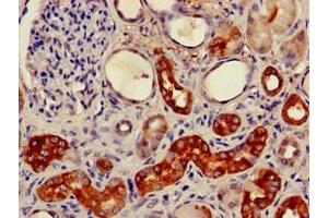 Immunohistochemistry of paraffin-embedded human kidney tissue using ABIN7153147 at dilution of 1:100