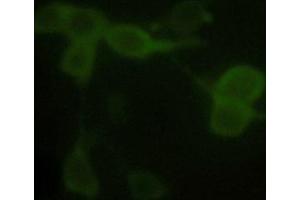 Immunofluorescence analysis of 293 cells Primay antibody: 1 µg/mL Anti-alpha tubulin Monoclonal Antibody (Mouse) (ABIN387714) Secondary antibody: Fluorescein Conjugated Affinity Purified Anti-Mouse IgG (H&L) (Goat) (1: 1,000) (DYKDDDDK Tag antibody  (HRP))