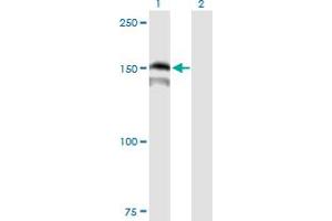 Western Blot analysis of PRDM15 expression in transfected 293T cell line by PRDM15 MaxPab polyclonal antibody. (PRDM15 antibody  (AA 1-1141))