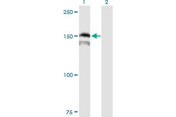 PRDM15 anticorps  (AA 1-1141)
