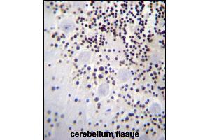 HIST1H2AB Antibody (N-term) (ABIN656986 and ABIN2846169) immunohistochemistry analysis in formalin fixed and paraffin embedded human cerebellum tissue followed by peroxidase conjugation of the secondary antibody and DAB staining. (HIST1H2AB antibody  (N-Term))
