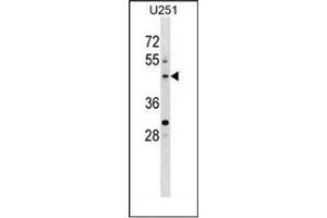 Western blot analysis of PLEKHO2 Antibody (N-term) in U251 cell line lysates (35ug/lane). (PLEKHO2 antibody  (N-Term))