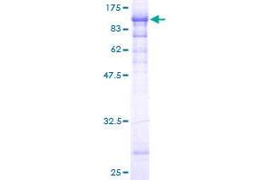 Filensin Protein (AA 1-540) (GST tag)