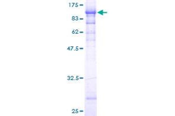 Filensin Protein (AA 1-540) (GST tag)