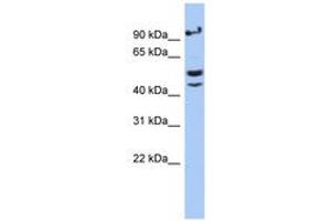 Image no. 1 for anti-V-Set and Immunoglobulin Domain Containing 1 (VSIG1) (AA 71-120) antibody (ABIN6743896) (VSIG1 antibody  (AA 71-120))