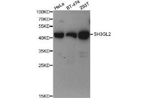 Western Blotting (WB) image for anti-Endophilin-A1 (SH3G2) antibody (ABIN1876902) (SH3G2 antibody)