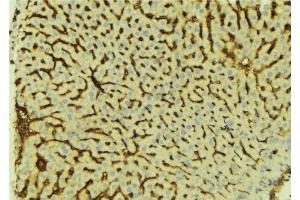 ABIN6276609 at 1/100 staining Mouse liver tissue by IHC-P. (ATP6AP1 antibody  (Internal Region))