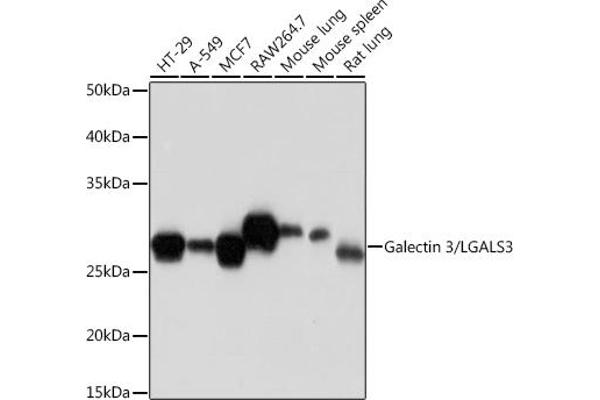Galectin 3 antibody