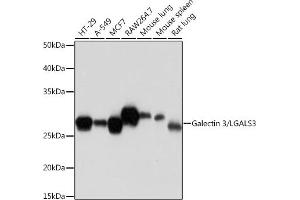 Western blot analysis of extracts of various cell lines, using Galectin 3/LG Rabbit mAb (ABIN7267337) at 1:1000 dilution. (Galectin 3 antibody)