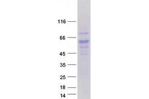 Validation with Western Blot (RTN4RL2 Protein (Myc-DYKDDDDK Tag))