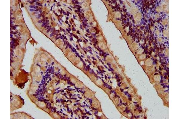Sialidase 4 antibody  (AA 225-377)