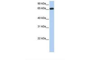 Image no. 1 for anti-Ectonucleoside Triphosphate diphosphohydrolase 7 (ENTPD7) (AA 470-519) antibody (ABIN6738569)