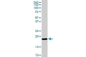 ISG15 MaxPab rabbit polyclonal antibody. (ISG15 antibody  (AA 1-165))