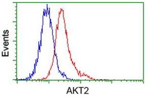 Image no. 5 for anti-V-Akt Murine Thymoma Viral Oncogene Homolog 2 (AKT2) antibody (ABIN1496564) (AKT2 antibody)