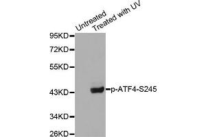 Western blot analysis of extracts from HeLa cells using Phospho-ATF4-S245 antibody (ABIN2987890). (ATF4 antibody  (pSer245))