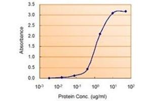 AP21300PU-N (1. (PRKAA2 antibody  (Internal Region))