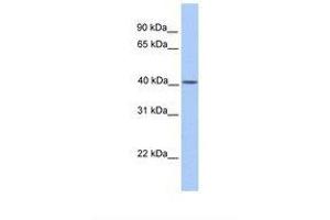 Image no. 1 for anti-Mitochondrially Encoded Cytochrome B (MT-CYB) (N-Term) antibody (ABIN6749746) (Cytochrome b antibody  (N-Term))